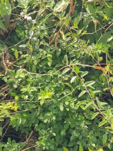 新鲜铁包金 勾儿茶 铁包金根 老鼠耳芽老鼠乳藤新鲜现采整棵1斤