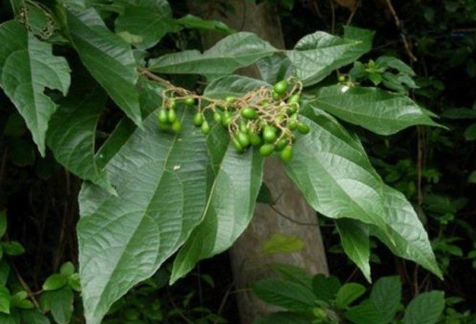 新鲜破布叶 布渣叶 麻布叶 烂布叶 26宝叶500克枝叶根苗果子