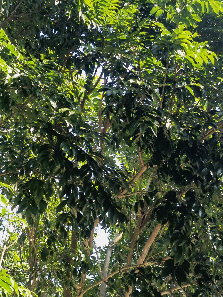 新鲜仁面子仁面果银莲人面子仁稔银稔丑果银连仔牛念子枝叶干500