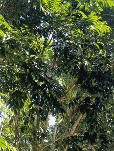 新鲜仁面子仁面果银莲人面子仁稔银稔丑果银连仔牛念子枝叶干500