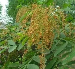 新鲜盐肤木盐霜柏盐酸木老公担盐盐桑柏五倍子500克枝叶根果