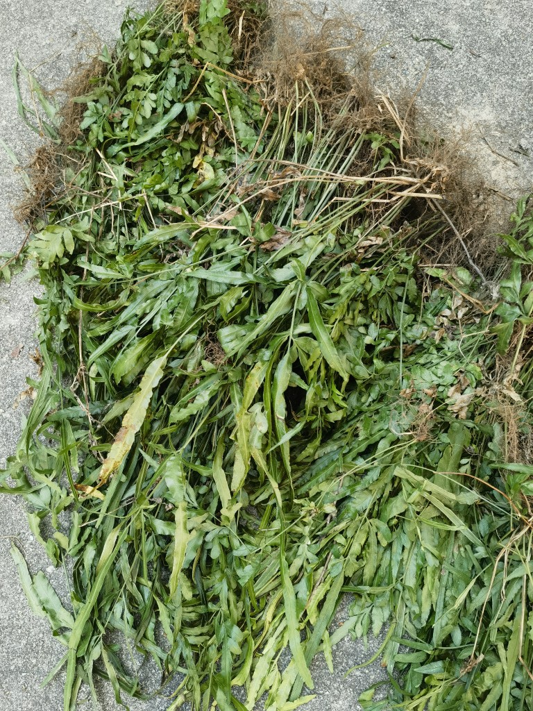 新鲜凤尾草鸡脚井栏中药材干货