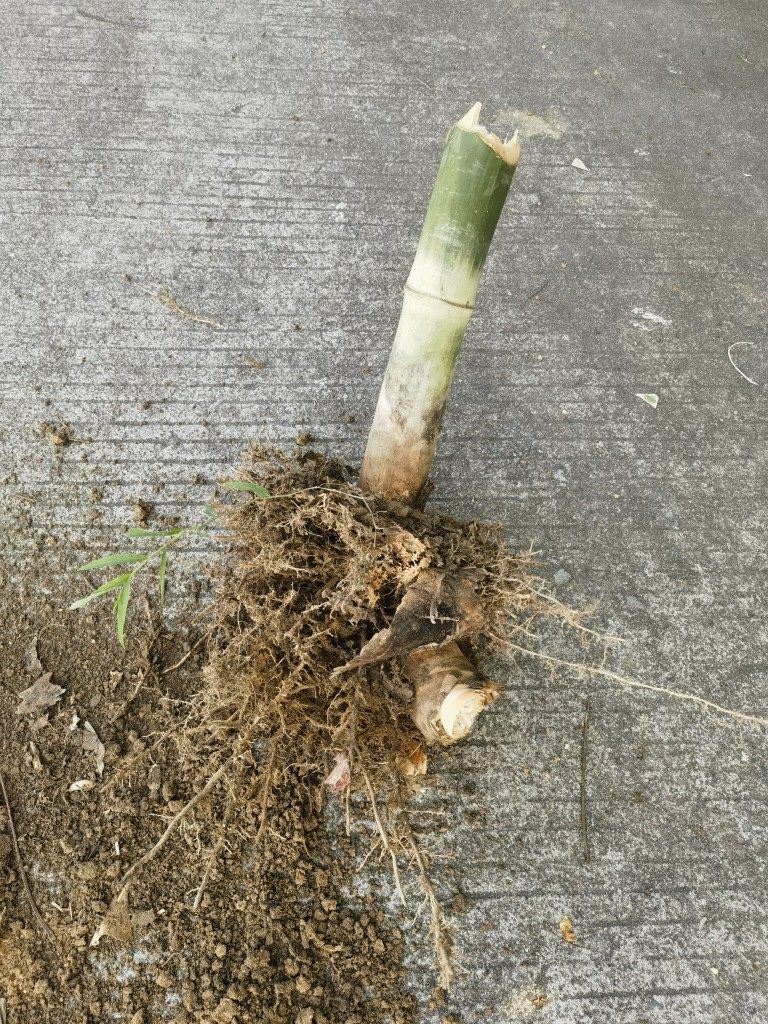 新鲜现挖丹竹头单竹根水筒竹单竹苗粉蜡单竹种植用1棵