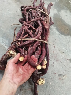 新鲜鸡爪黄草血贯草根500克血风藤红穿破石纯根青筋铁牛入石状元