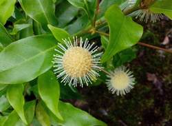 现采新鲜水杨梅 水团花水杨柳纯 绣球柳 中草药水荔枝 500克枝叶