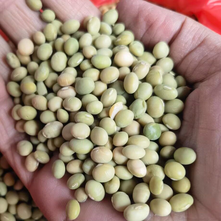 广东农家自种小黄豆打豆浆本地土黄豆子新豆500克