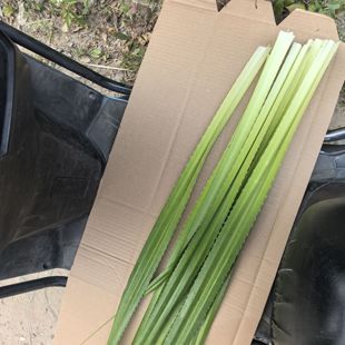 新鲜粽子叶露兜芦兜罗鼓仔山野菠萝树叶胶古勒古叶簕古锣鼓绞古叶