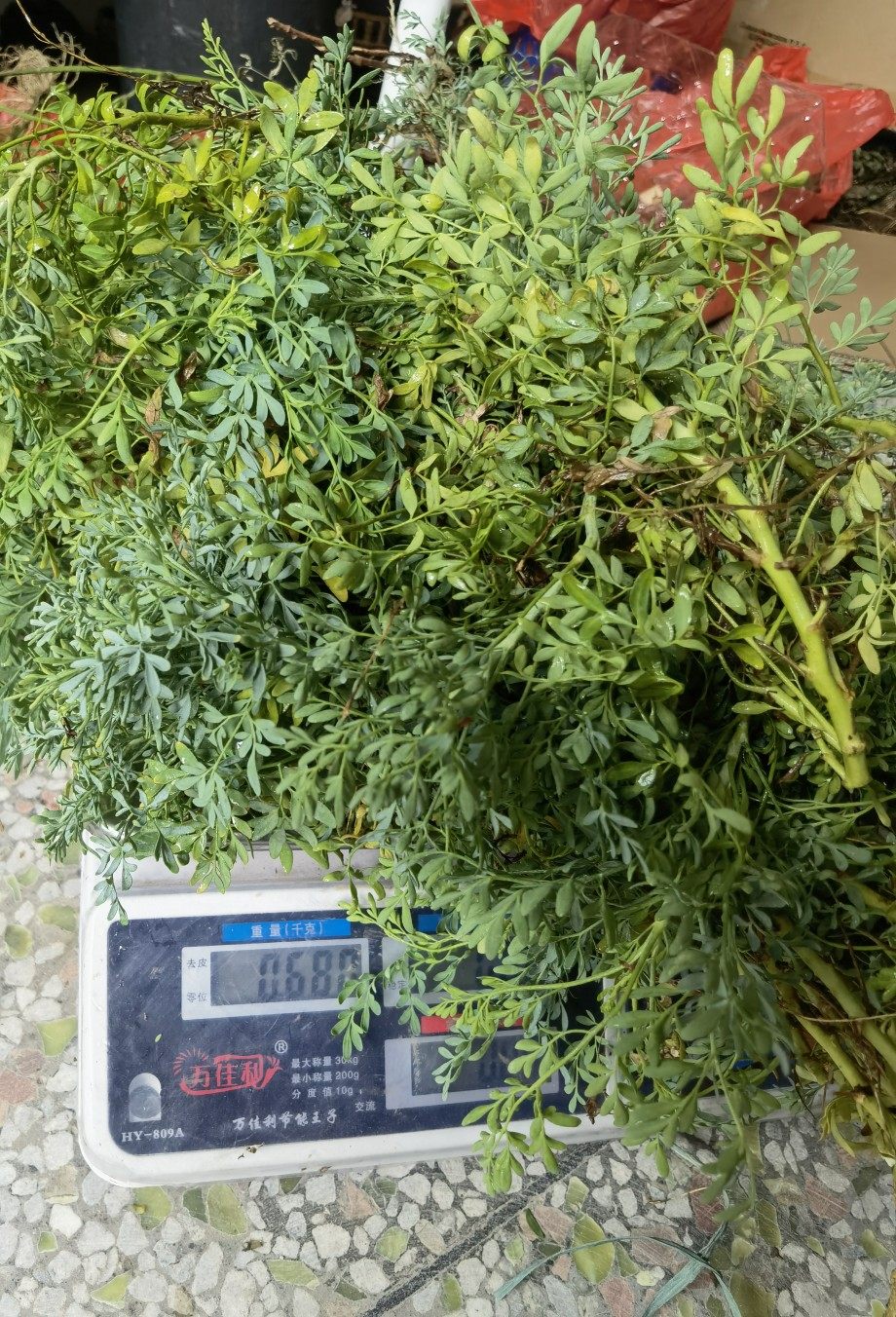 新鲜臭艾臭草 芸香草蓉艾草食用臭艾绿豆糖水贼仔草250克新鲜枝叶