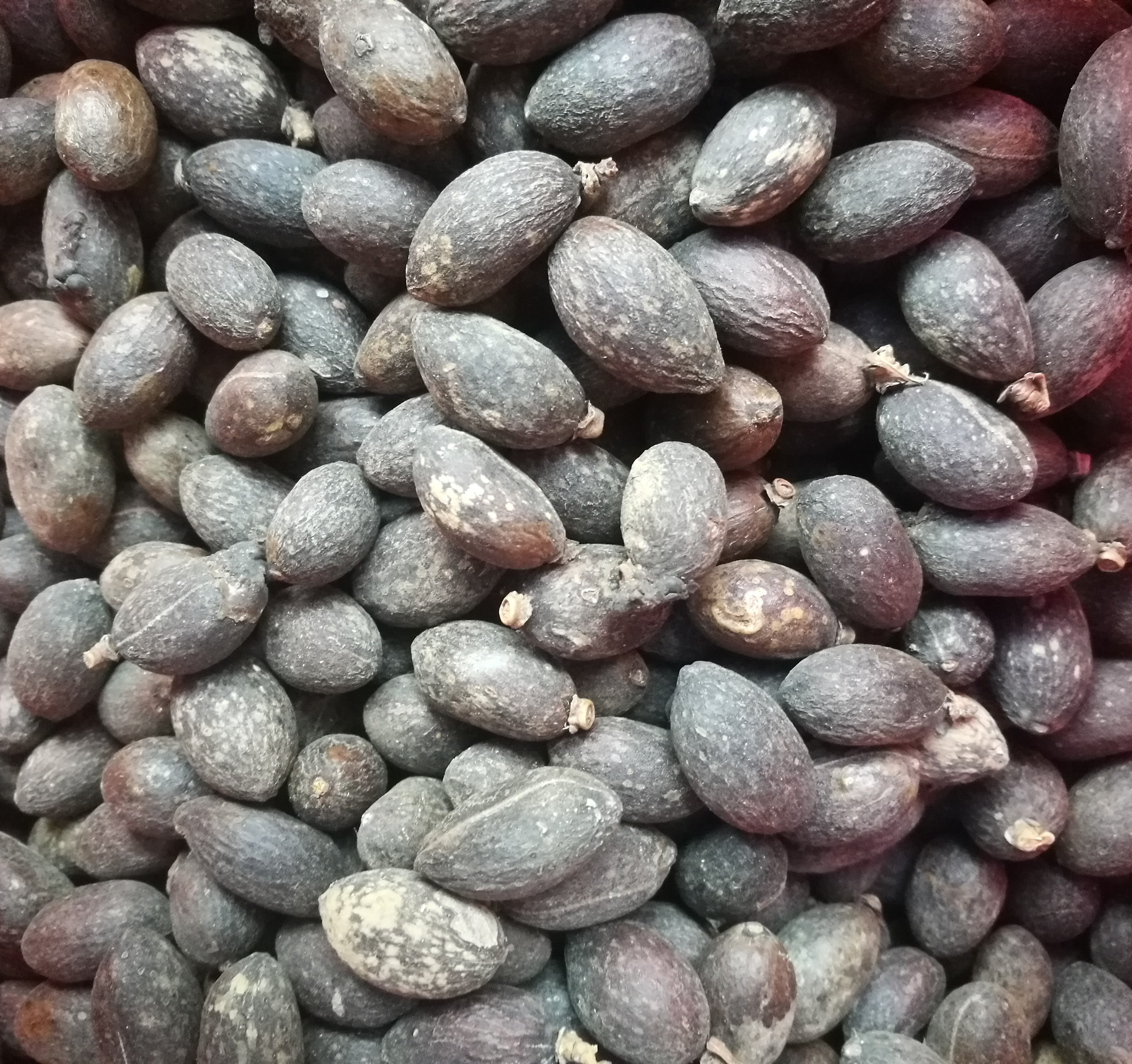 葵树子500克 葵树果籽 葵树籽 葵扇籽 蒲葵籽 蒲葵子中药材湿干品
