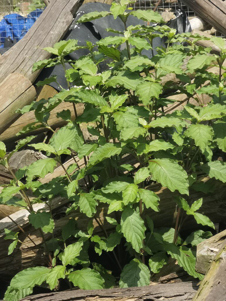 新鲜土牛膝 紫牛膝倒扣草倒钩草牛七牛漆接骨丹红马鞭草全草500克