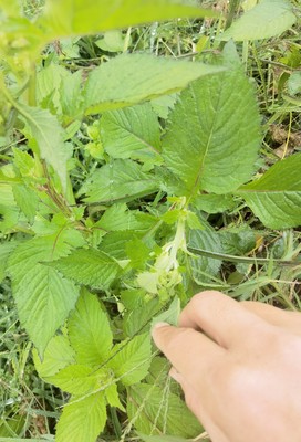 三色花草革命菜野茼蒿飞机菜