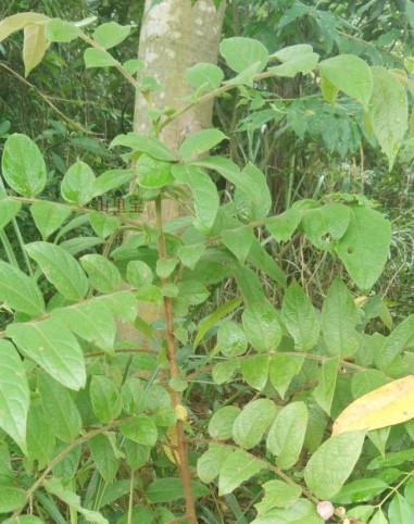毛七公 新鲜漆大姑毛七哥 毛果算盘子毛漆中草药 500克