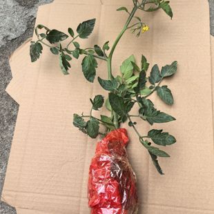 正宗电白千禧圣女果小番茄苗秧西红柿蔬菜菜苗盆栽秧苗果苗1棵