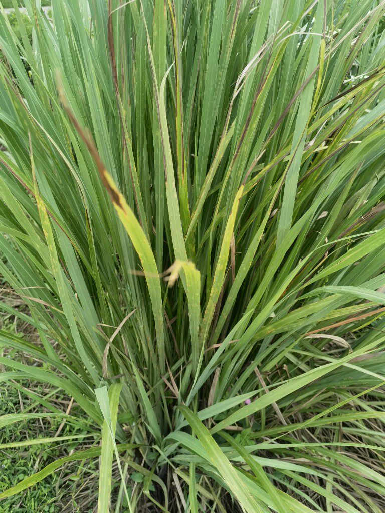 新鲜香茅  大风茅500克香草 柠檬草产妇洗澡草1斤