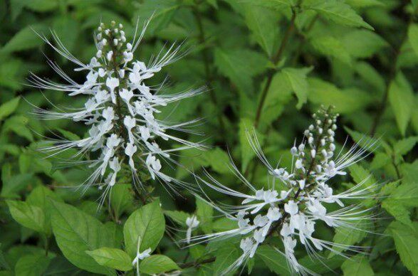 农家新鲜猫须草茶 猫须公 猫须花500克现采现发湿品