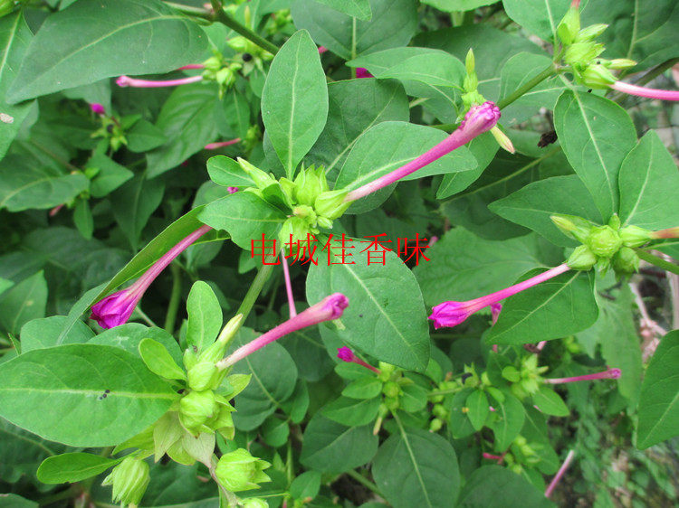 新鲜入地老鼠 钻地紫茉莉根 紫茉莉花根 花粉头胭脂花头500克