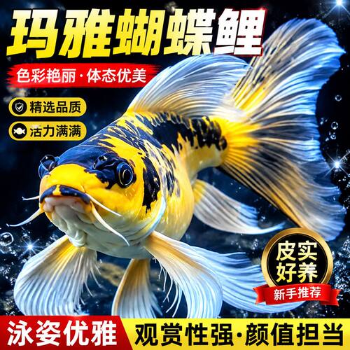 正宗纯种台湾蝴蝶鲤球体狮头白火凤凰熊猫蝴蝶鲤活体淡水观赏鱼苗