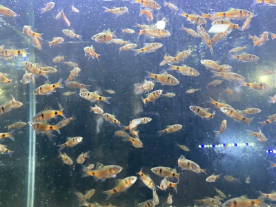钻石彩虹鲫免打氧进口鲤科冷水耐寒耐养热带鱼原生鱼小型活鱼新手