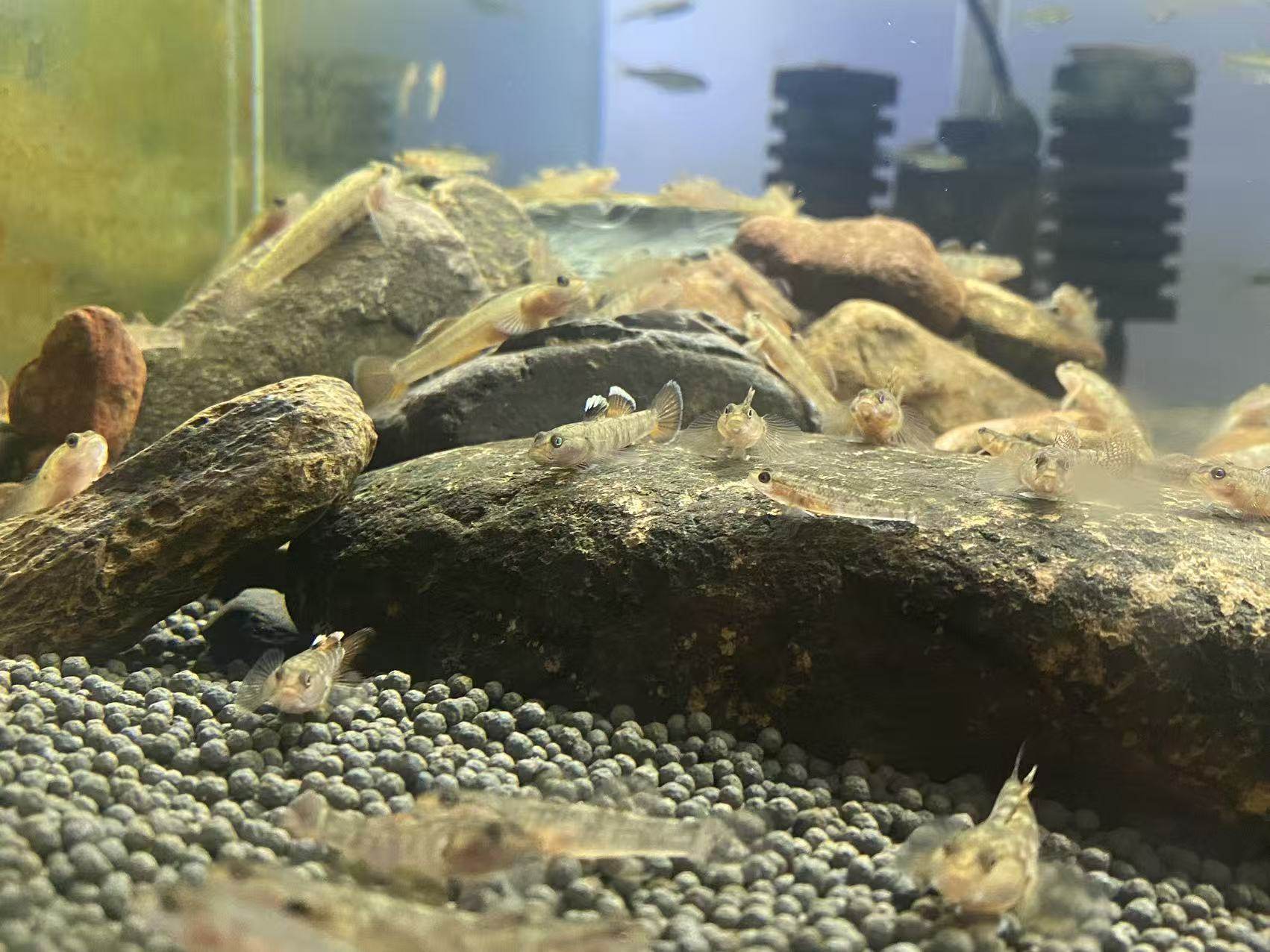 原生虾虎鱼稀有品种正宗猴子吻虾虎原生冷水鱼观赏鱼非白面虾虎