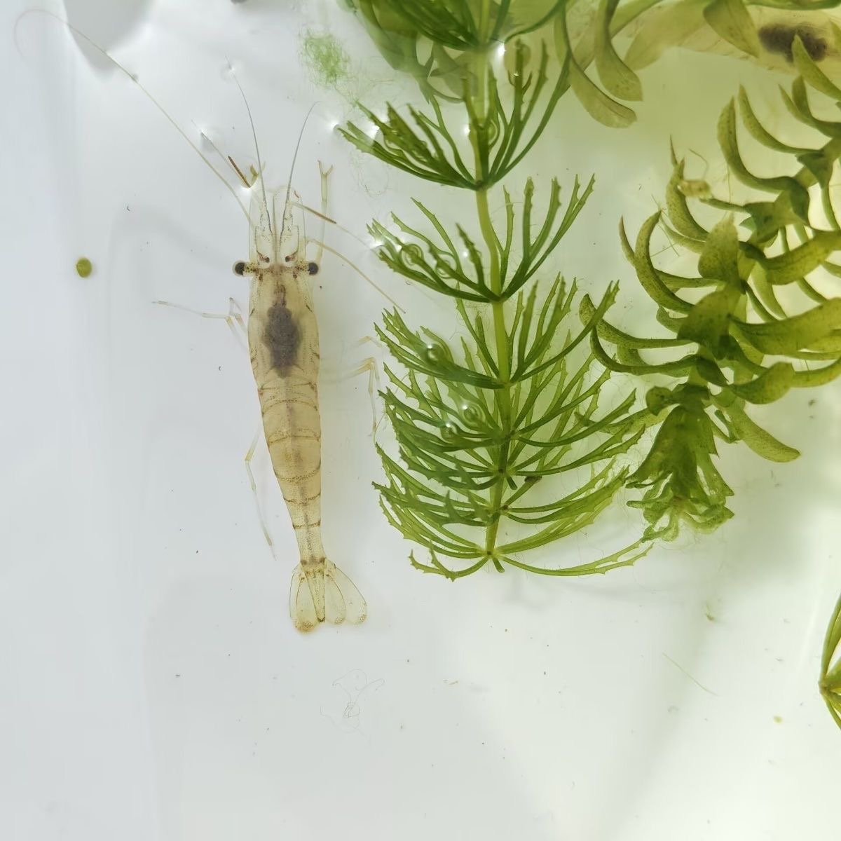 中华长臂虾河虾活体观赏虾免加温冷水河流虾草缸工具虾除藻虾