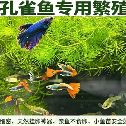 金鱼藻印度小竹节草鱼苗虾躲避懒人阴性水草鱼缸装饰造景净化水质
