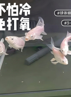 台湾蝴蝶鲤鱼鱼苗活体短身大尾大鳍白金龙凤锦鲤短身球体纯种好养