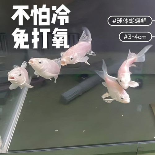 台湾蝴蝶鲤鱼鱼苗活体短身大尾大鳍白金龙凤锦鲤短身球体纯种好养