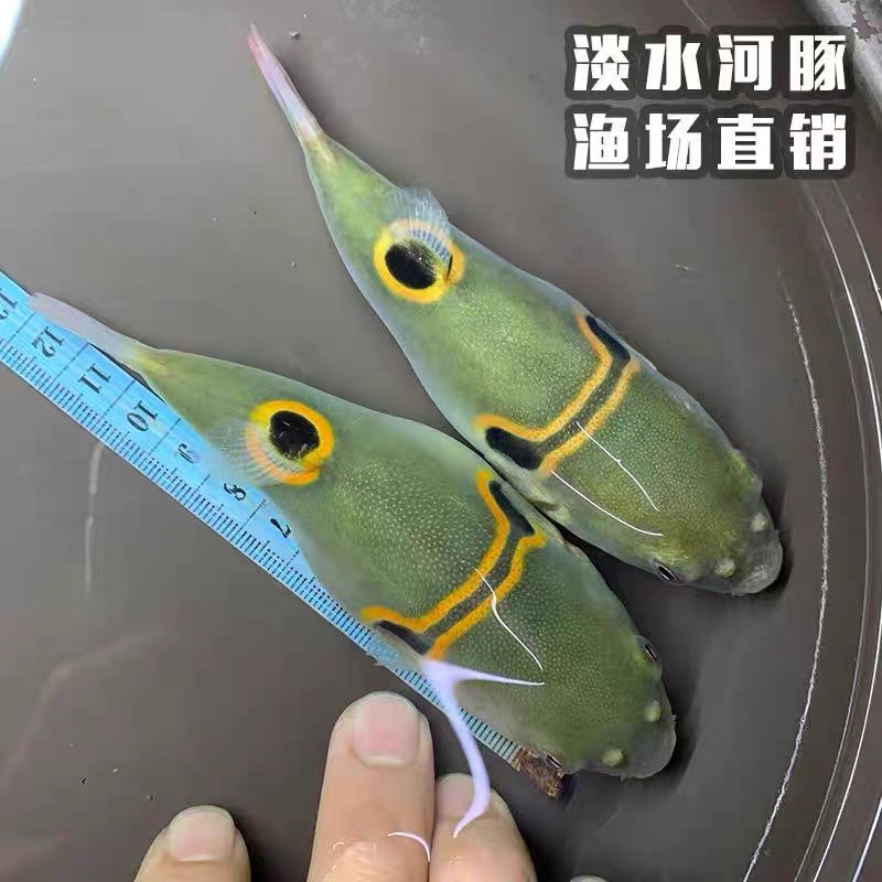 弓斑河豚鱼潜水艇小型巧克力鱼