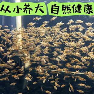 正宗钻石彩虹鲫免打氧广温耐寒耐养热带鱼原生鱼小型活鱼新手好养