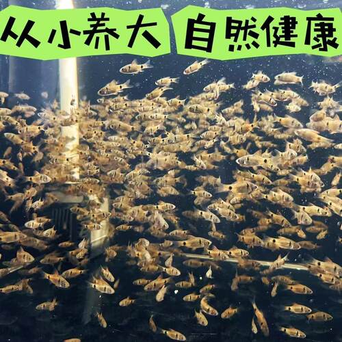 正宗钻石彩虹鲫免打氧广温耐寒耐养热带鱼原生鱼小型活鱼新手好养