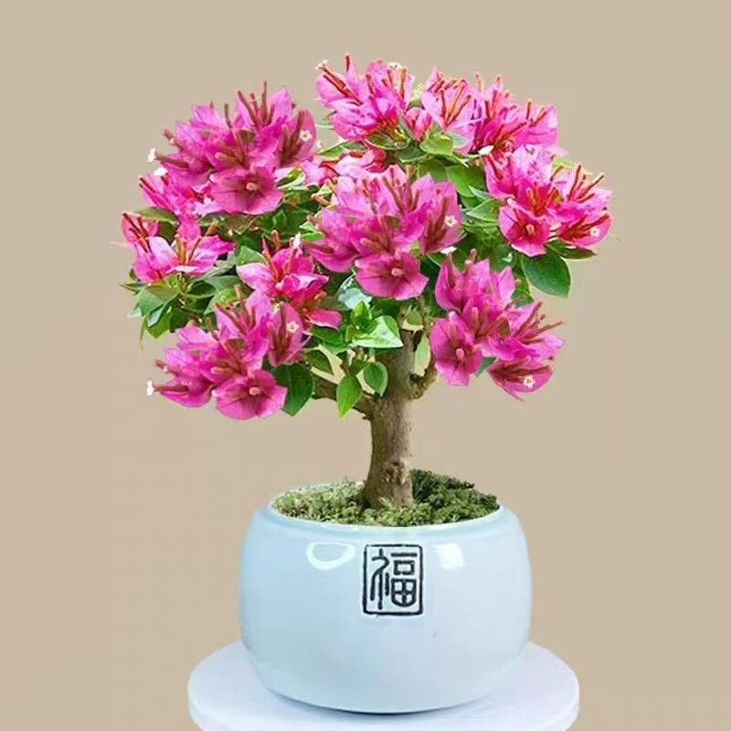 三角梅 小桃红 矮霸款 绿植花卉盆栽盆景 勤花好养