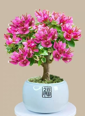 三角梅 小桃红 矮霸款 绿植花卉盆栽盆景 勤花好养