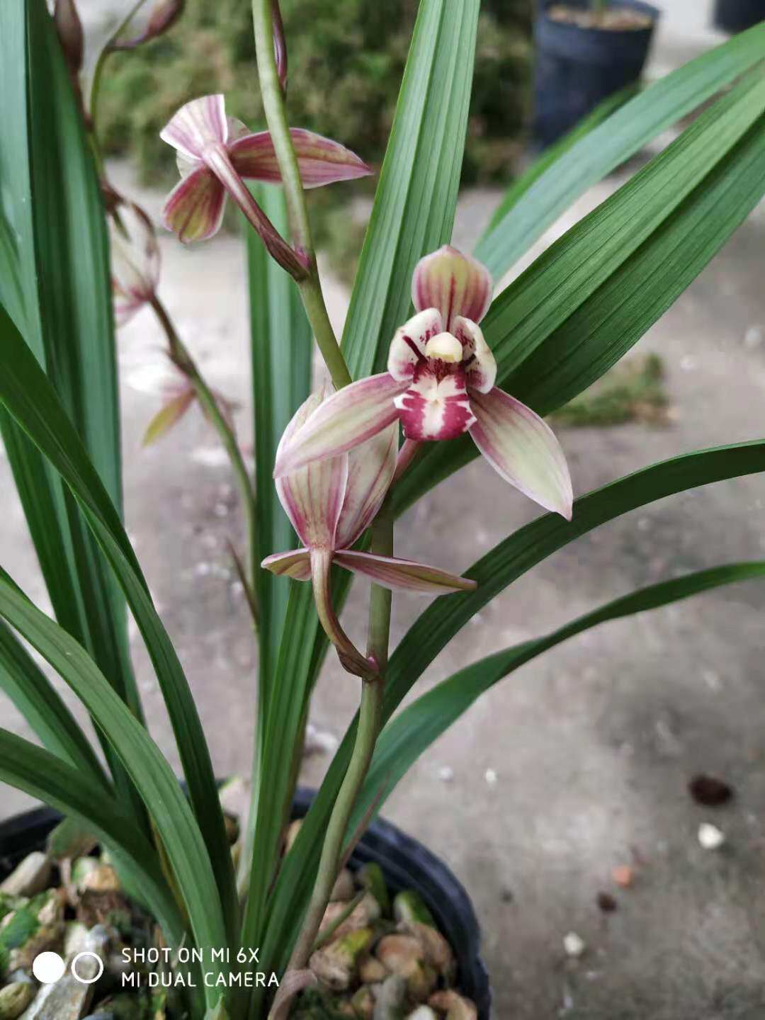 兰花 建兰 浓香 荷瓣 玉如娇 绿植花卉盆栽 花期有带花苞出售