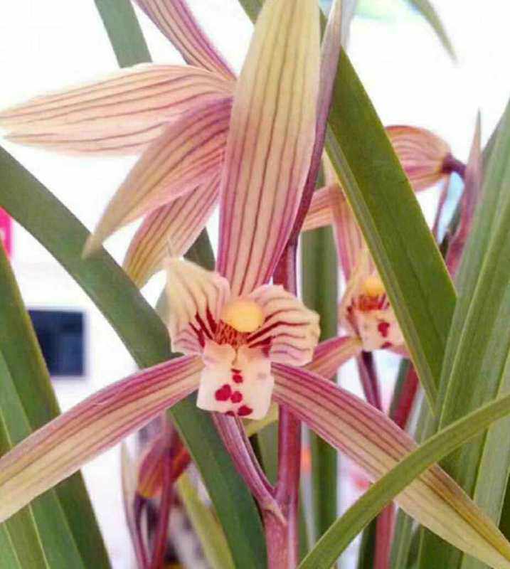 春兰 寒兰 自然杂交 浓香兰花 春丽  绿植花卉盆栽 易种养