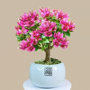 三角梅 小桃红 矮霸老桩 绿植花卉盆栽盆景 勤花好养 花期有带花