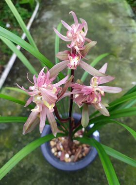 兰花春剑 春暖花开 绿植花卉盆栽 奇花 色花