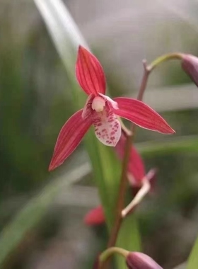 兰花 建兰 红花 年年红 绿植花卉盆栽 花期有带花苞出售