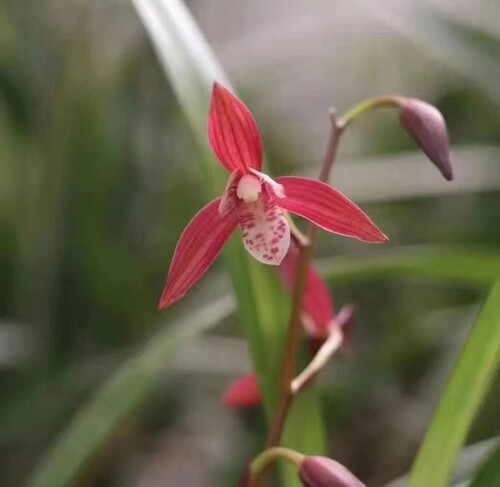 兰花 建兰 红花 年年红 绿植花卉盆栽 花期有带花苞出售