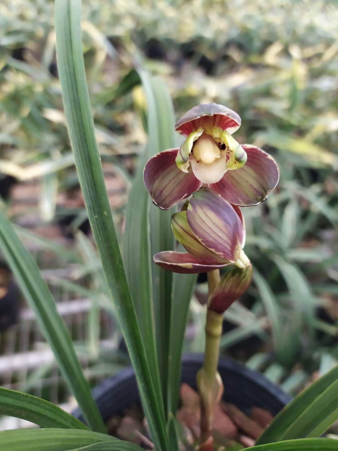 春剑 五彩梅 绿植花卉兰花盆栽 花期有带花苞出售