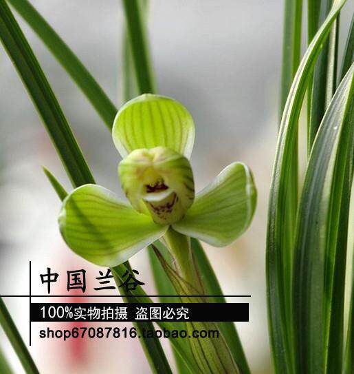 中国兰谷 自然种养 老种兰花 春兰梅瓣 贺神梅 花期带花苞