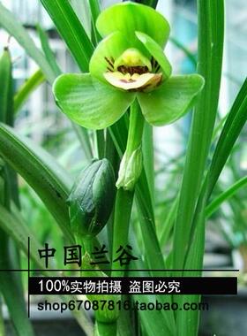 中国兰谷 春兰荷瓣 环球荷鼎 原生种老种兰花苗 花期带花苞出售