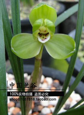 中国兰谷 春兰老种原生种兰花苗 桂圆梅 自然种养 适应性强