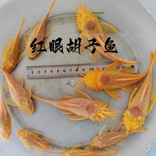黄金大胡子金苔鼠除藻除青苔工具鱼黑线小猴小精灵草缸热带鱼活体