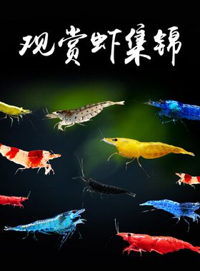 观赏虾淡水活体除藻虾工具虾极火虾香吉士宽背黄金米虾樱花虾活体