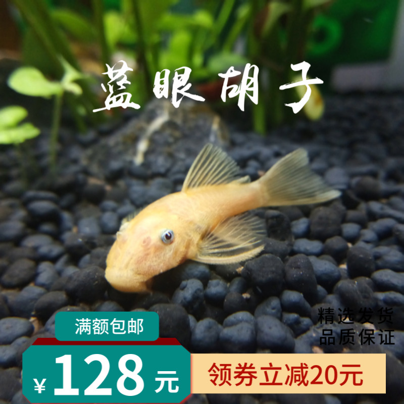 黄金大胡子金苔鼠除藻除青苔工具鱼黑线小猴小精灵草缸热带鱼活体|msdalam kategori haiwan peliharaan/makanan haiwan dan bekalan, Aquarium World, ikan - dari Buy2taobao.com untuk memberikan perkhidmatan ejen Taobao profesional membeli