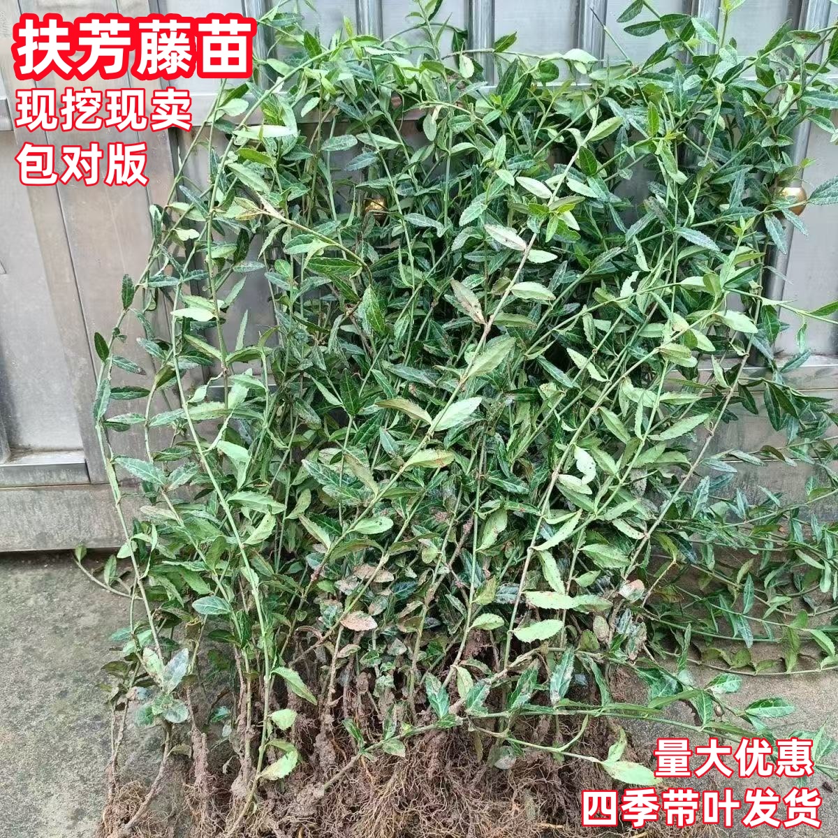 耐寒冬的爬藤花卉小叶扶芳藤攀缘植物卫矛四季常青可护坡绿植好活