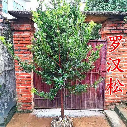 罗汉松盆景树苗大叶小米雀舌罗汉松庭院盆栽别墅绿植造室内外种植