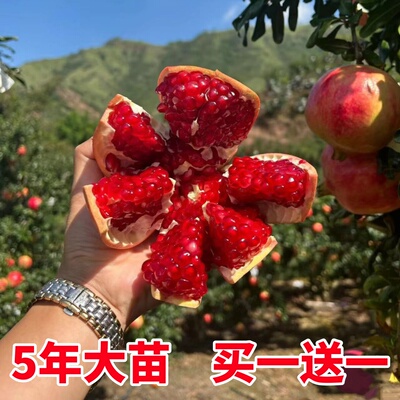 石榴树树苗软籽突尼斯特大果树种植无籽盆栽软子甜石榴苗庭院果苗