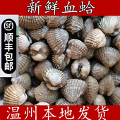 顺丰正宗温州乐清瑞安三门血哈花蛤血蛤肉美味活蛤海鲜雪蛤血蛤蜊
