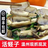 温州特产蛏子鲜活新鲜蛏子肉海鲜水产竹节蛏双头蛏子贝类蚬子海宁